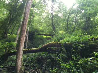 Burg Eltz trail