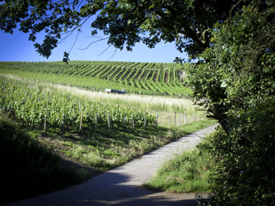 Waldlaubersheim vineyard