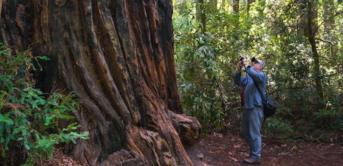 Big Basin State Park