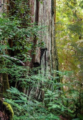 Big Basin