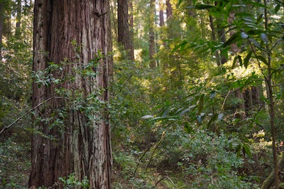 Redwoods