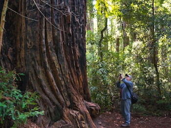 Big Basin State Park