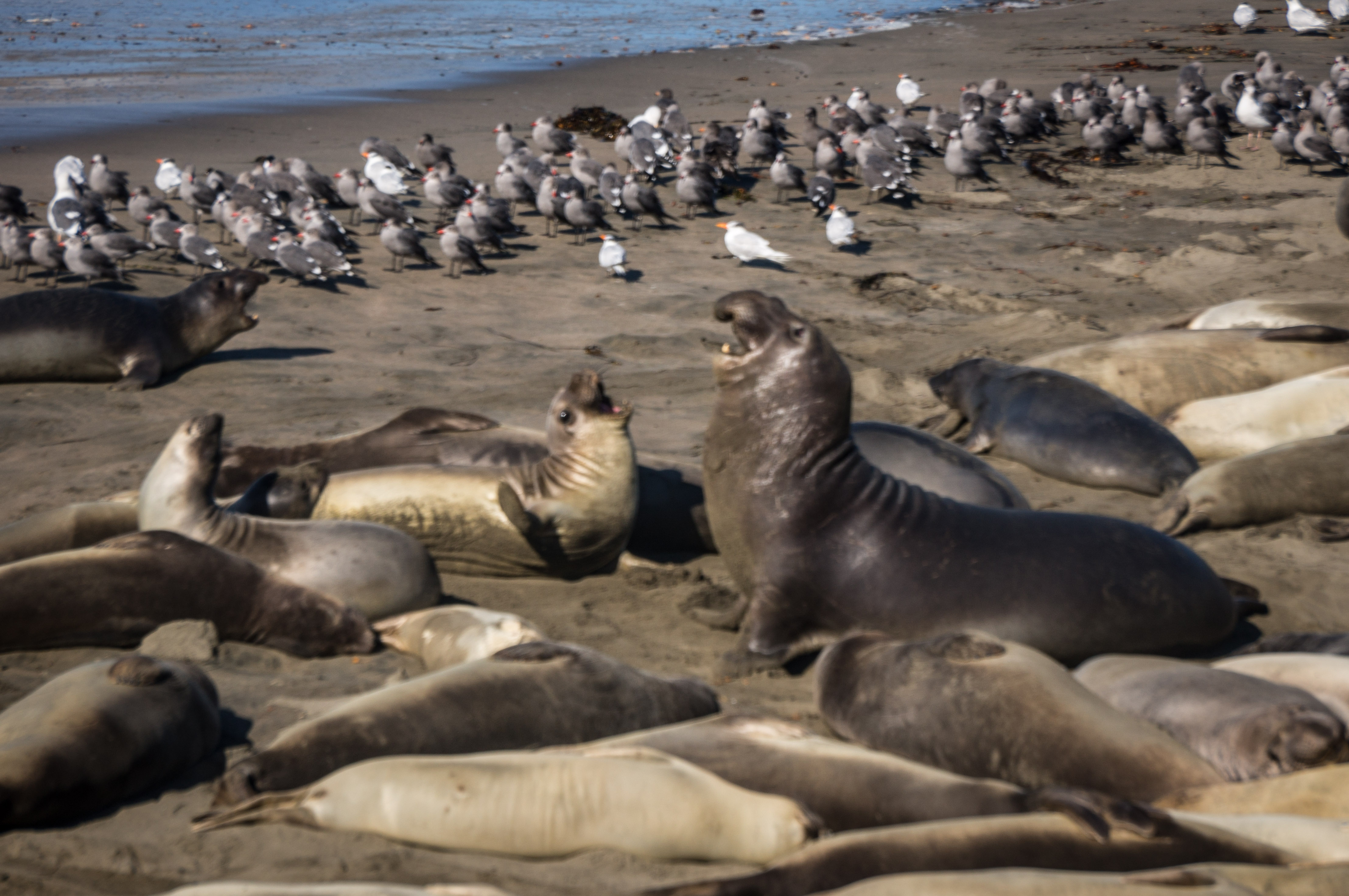 elephant seals