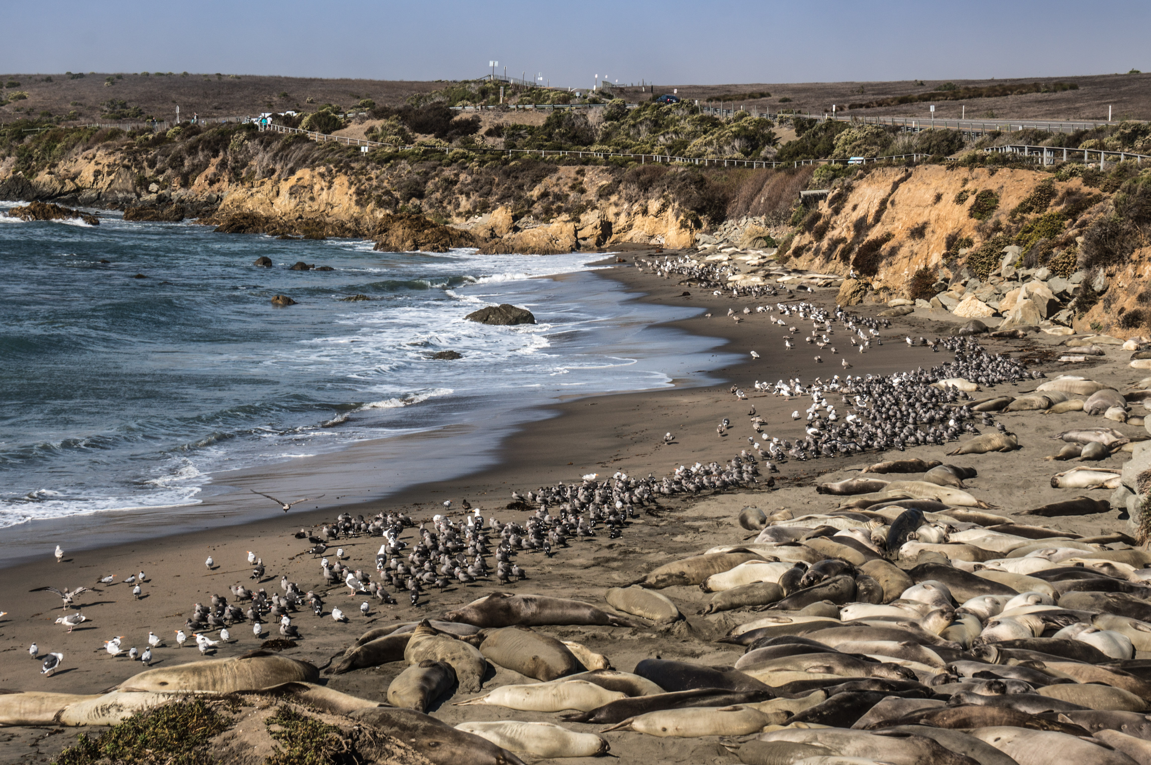 elephant seals