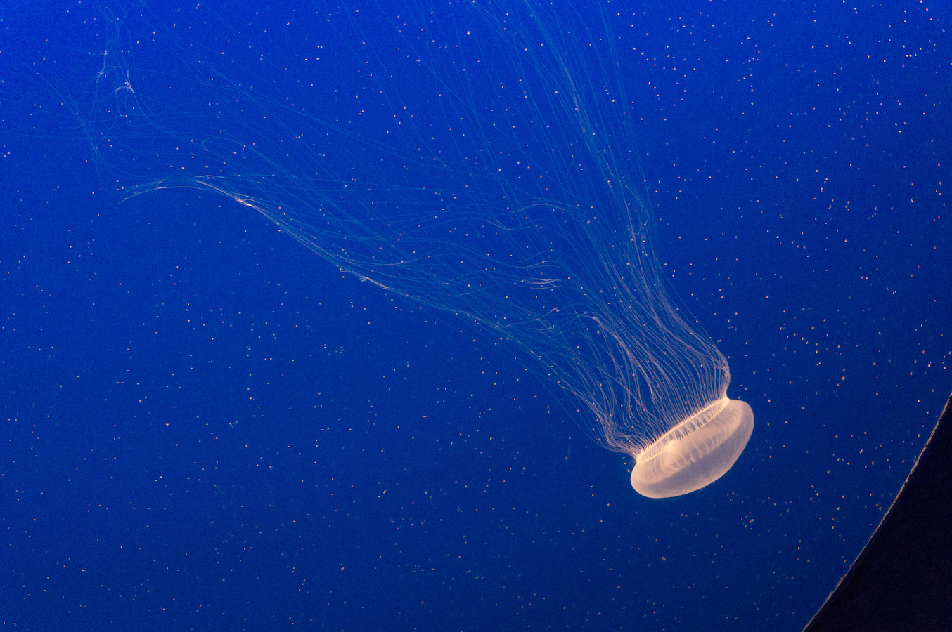 Monterey Aquarium