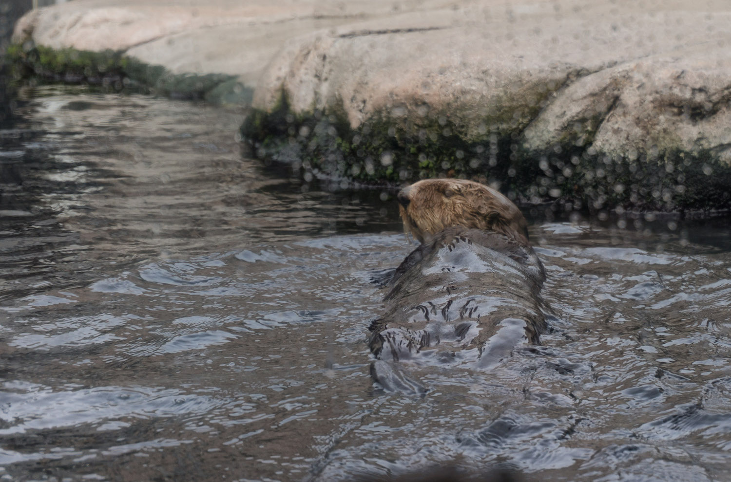 sea otters