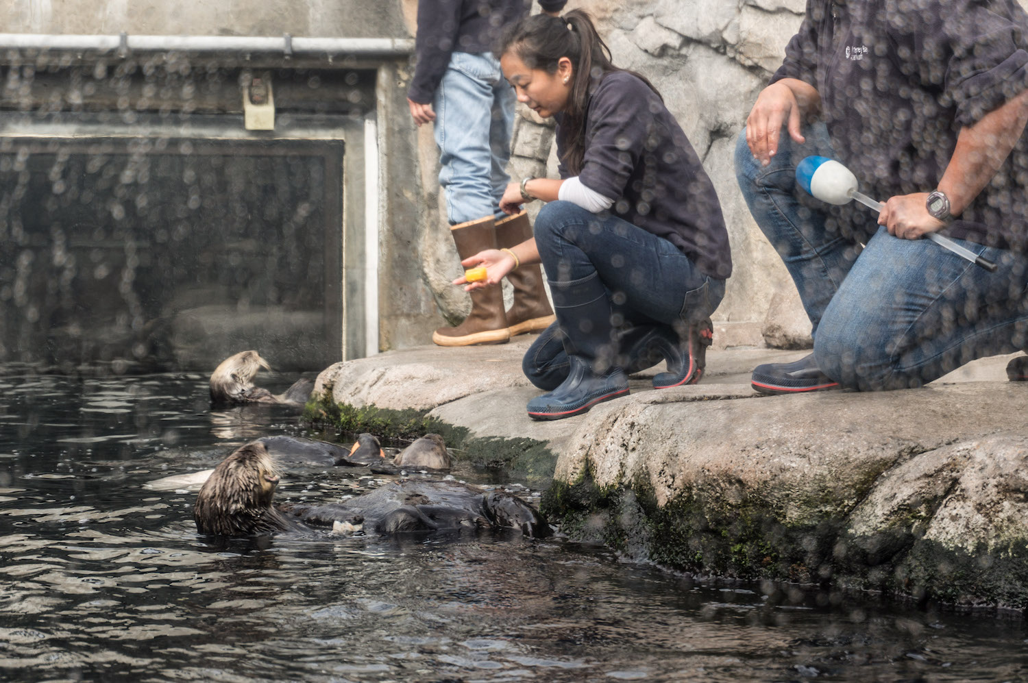 sea otters