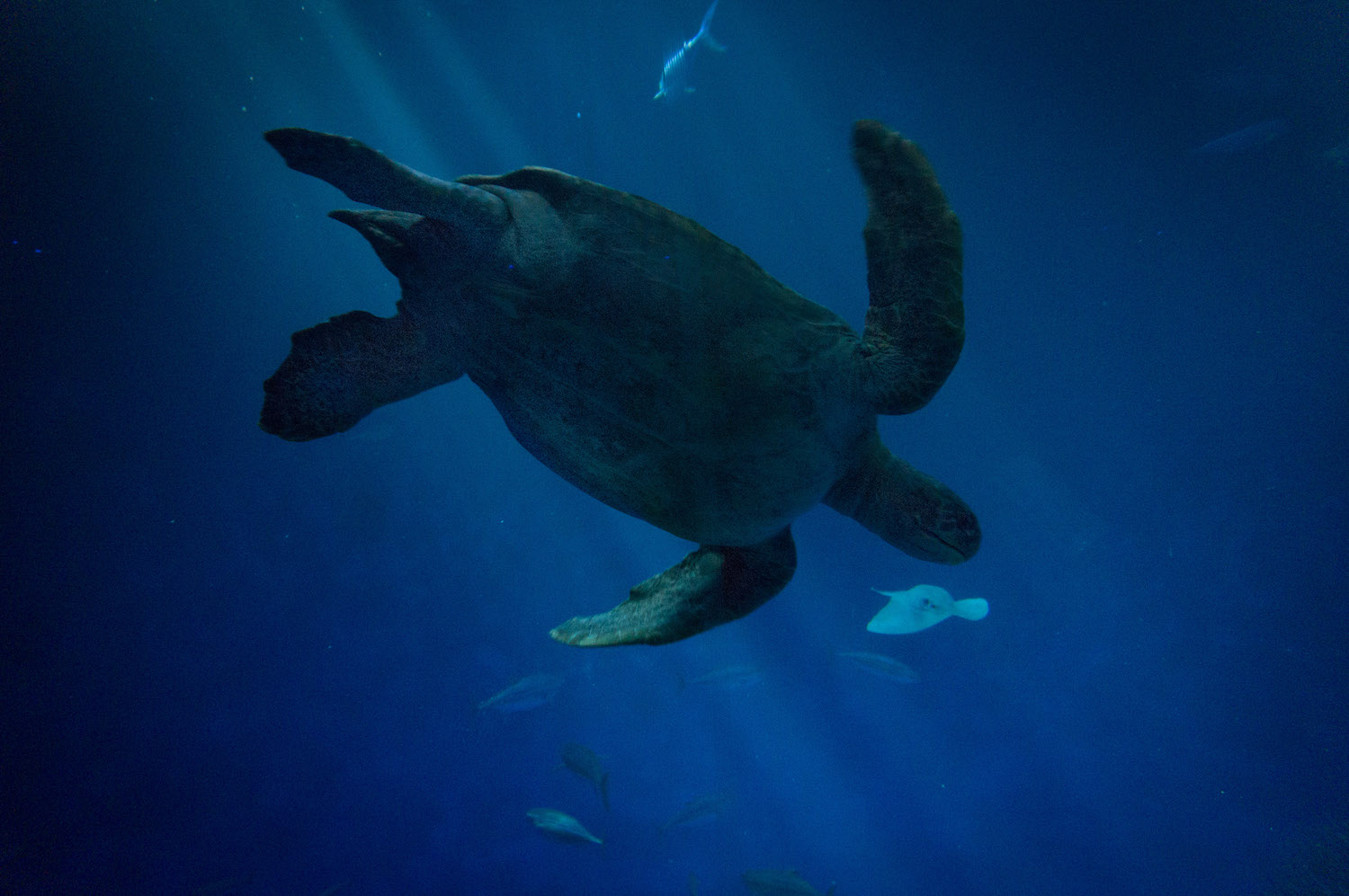 sea turtle