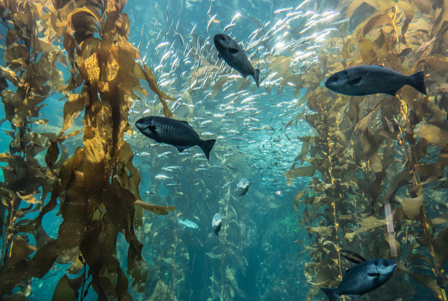 kelp forest