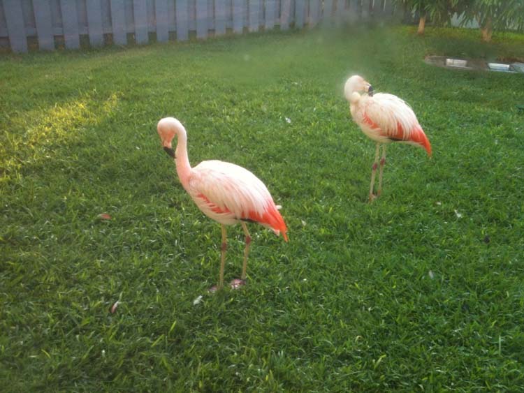 Flamingoes