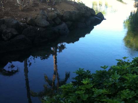 Lagoon reflection