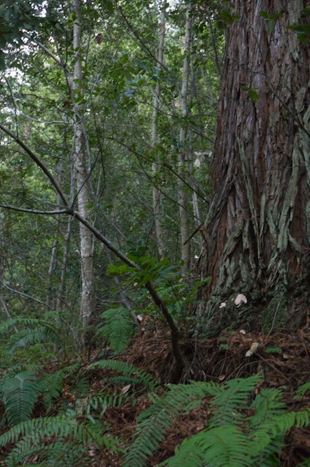 Purisima Creek Redwoods