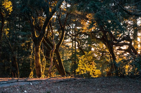 Purisima Creek Redwoods