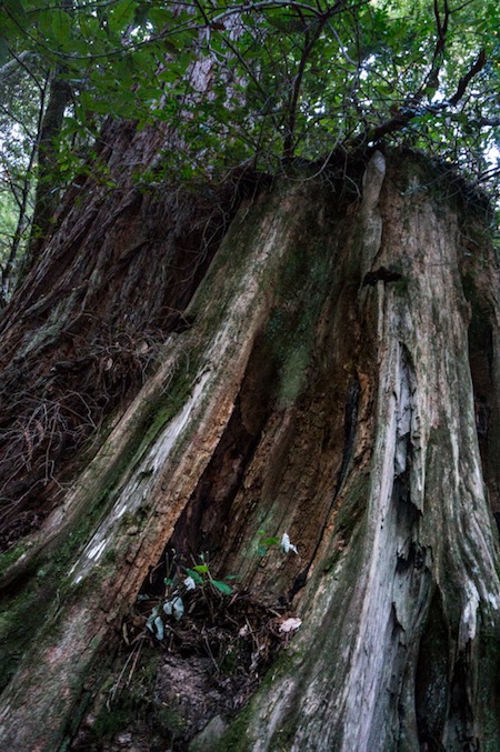 Purisima Creek Redwoods