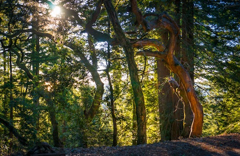 Purisima Redwood trail