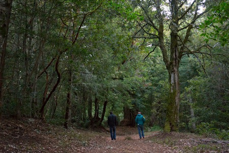 Purisima Creek Redwoods