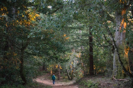 Purisima Creek Redwoods