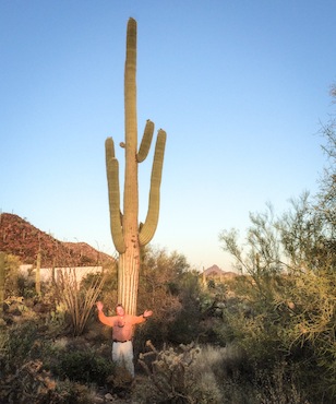 Saguaro