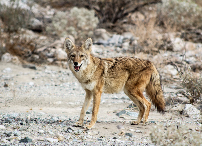 coyote