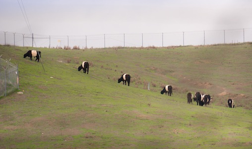 Banded cows