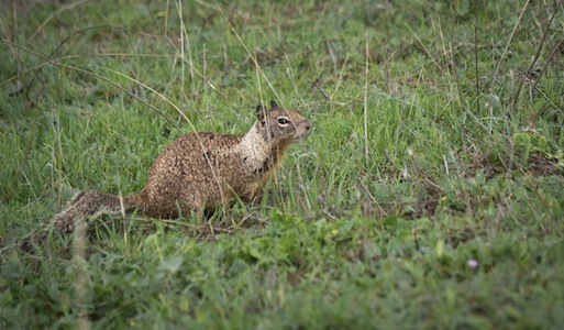 In the Stanford hills