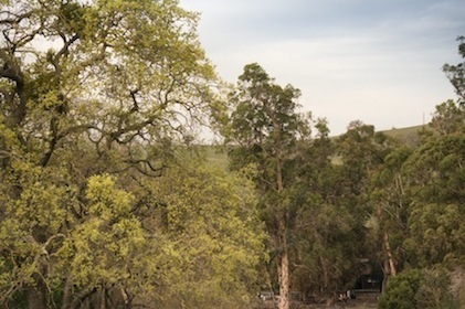 Stanford foothills