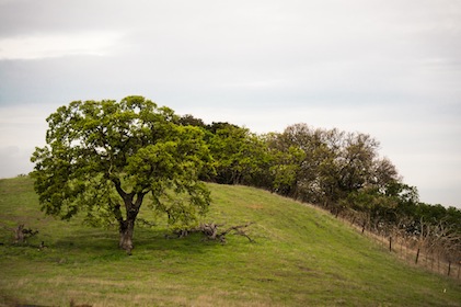 Stanford foothills