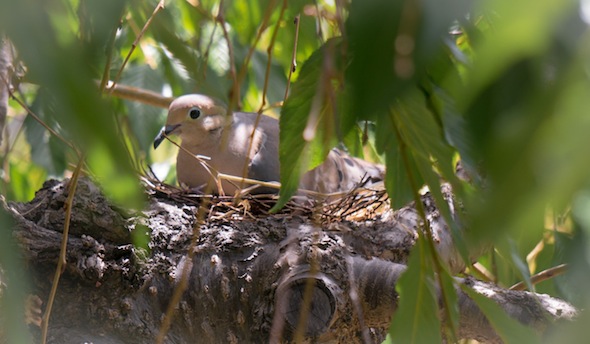 Nesting dove