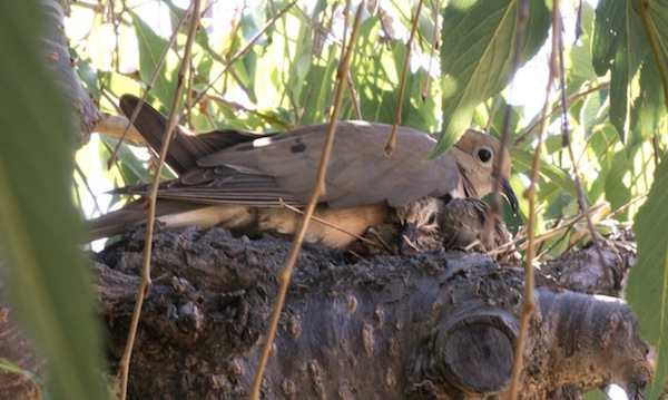 doves