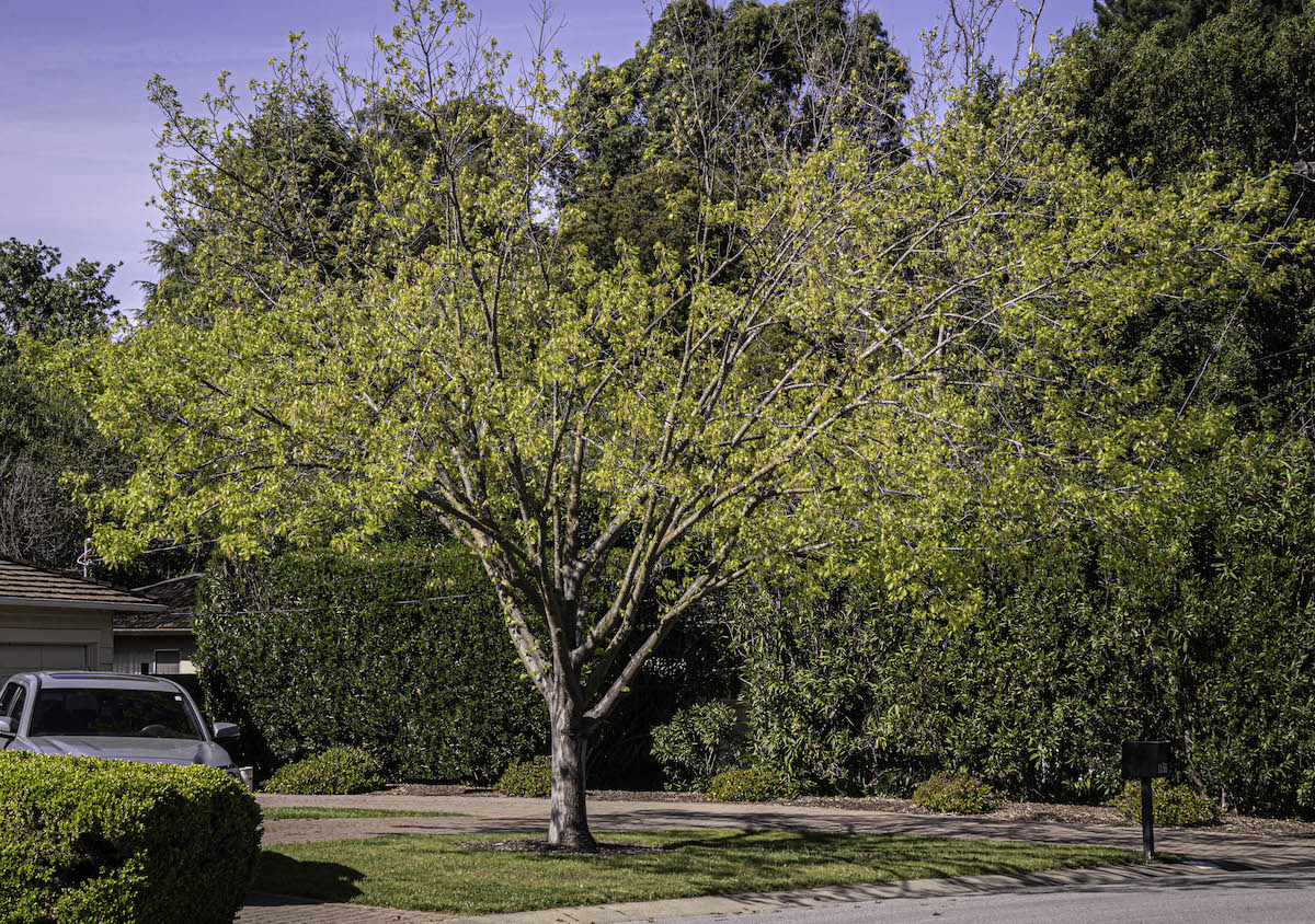 Oak in April