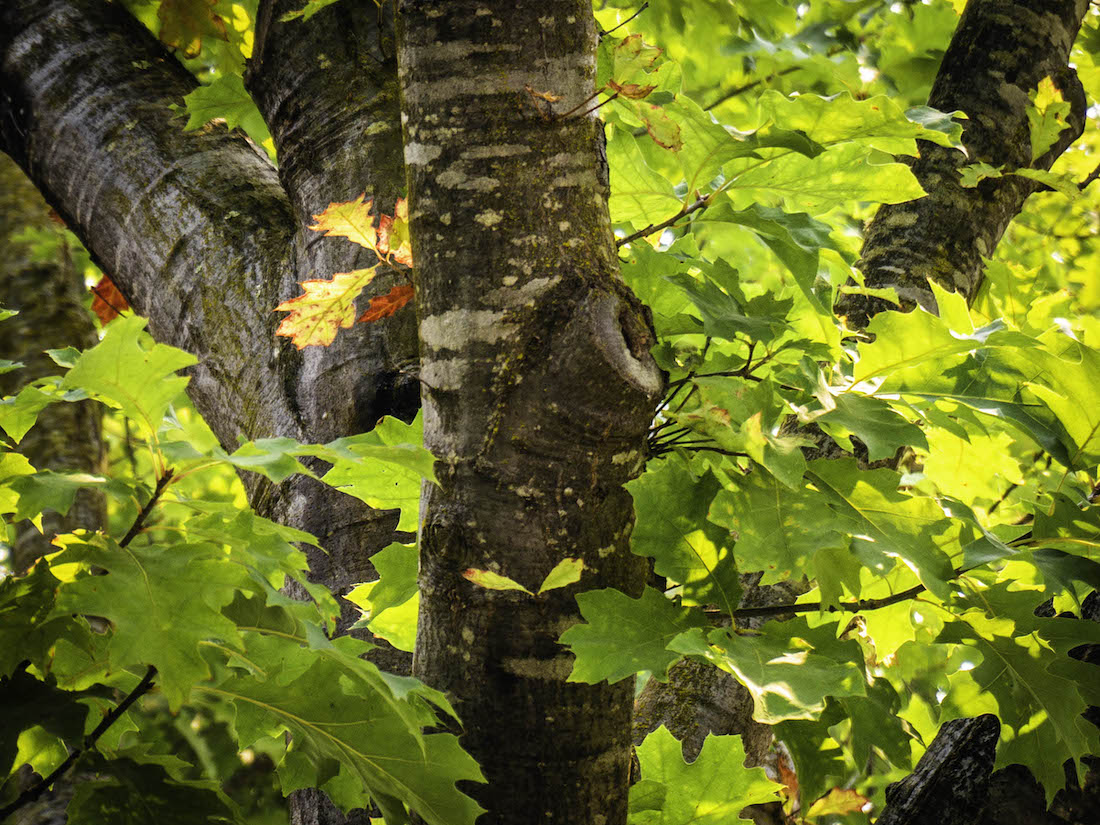 Oak tree