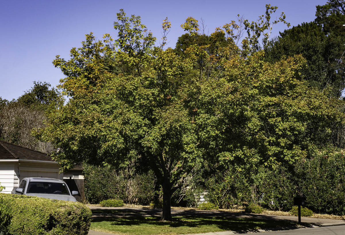 Oak in October