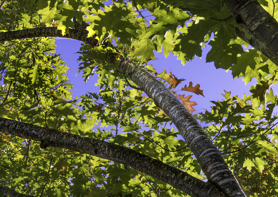 Oak tree