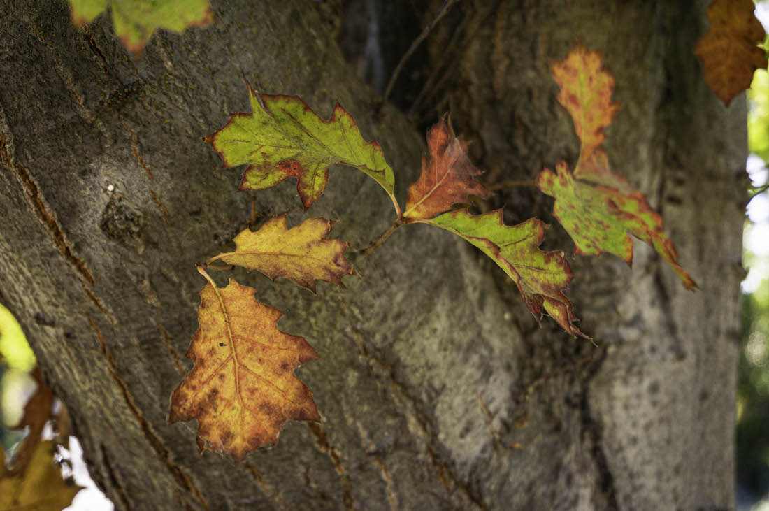 Oak tree