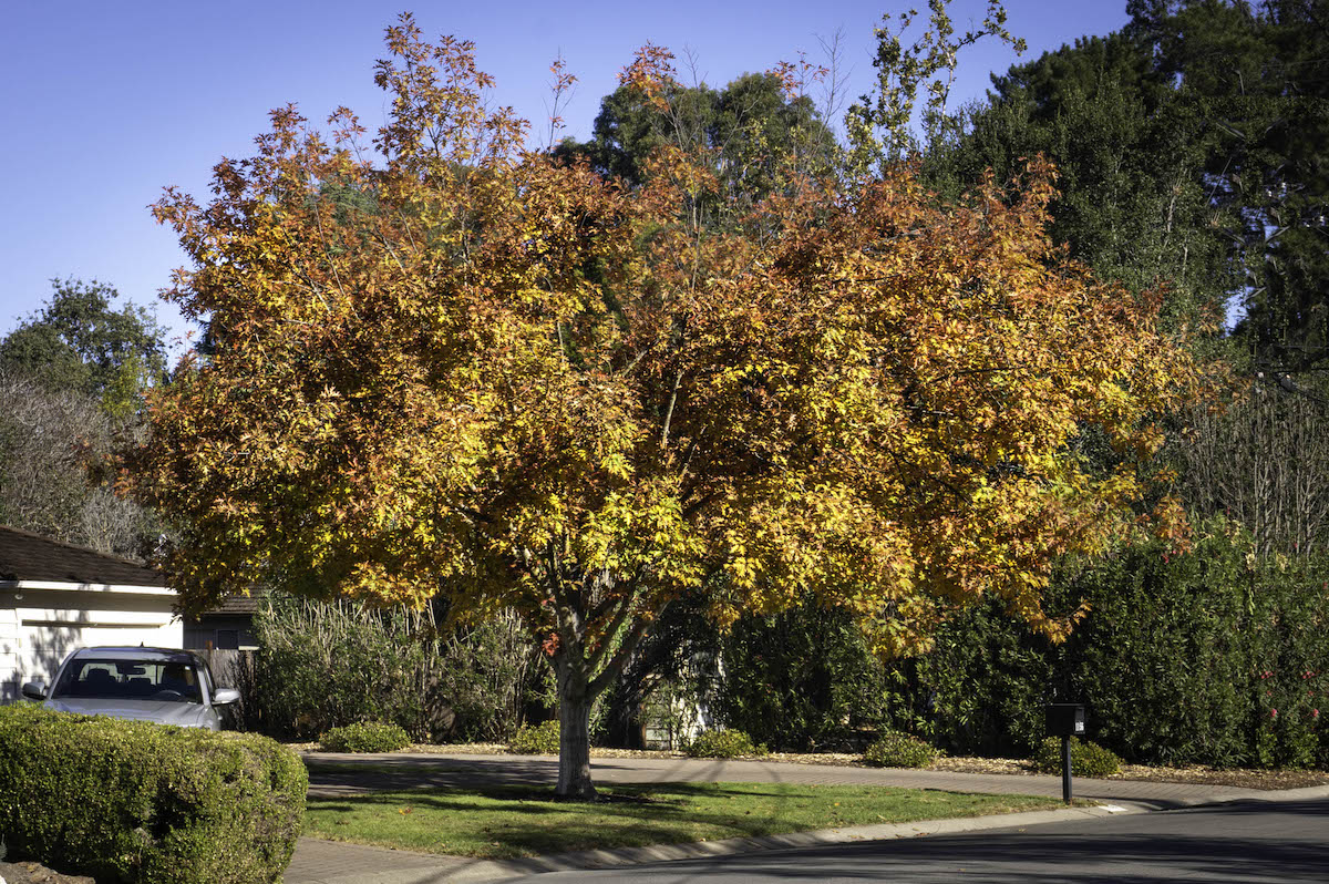 Oak in November