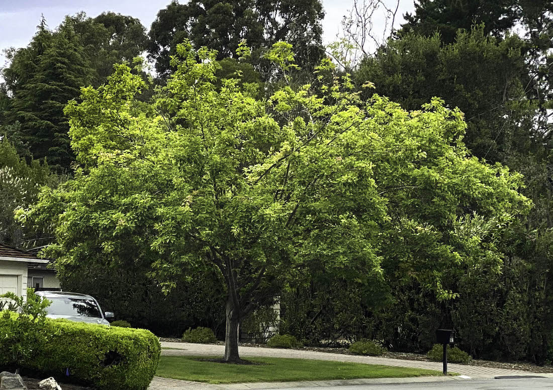 Oak in May