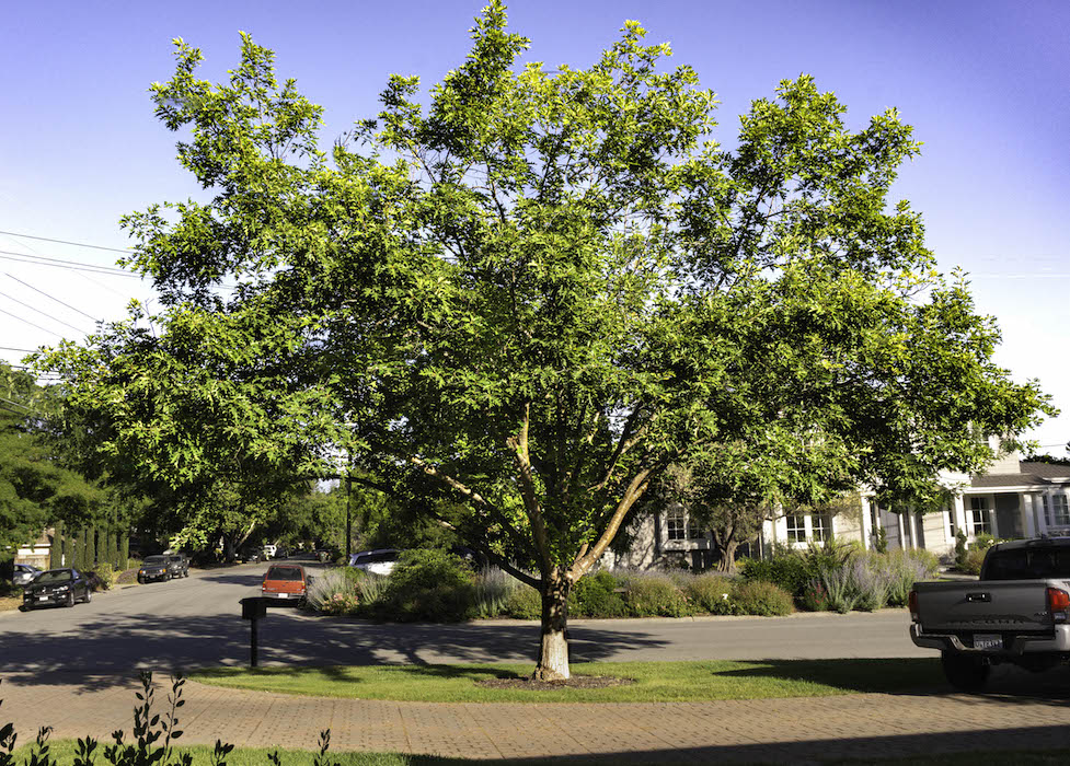 Oak in Summer