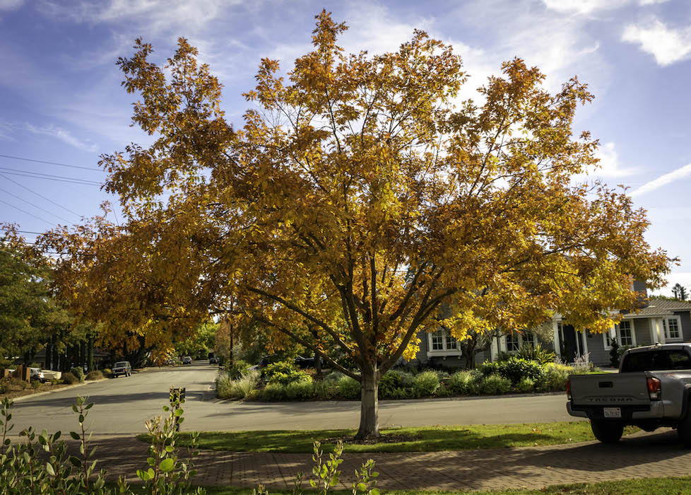 Oak in Fall