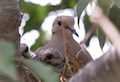 Nesting doves