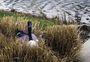 Family of Geese