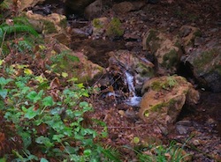 Purisima Creek