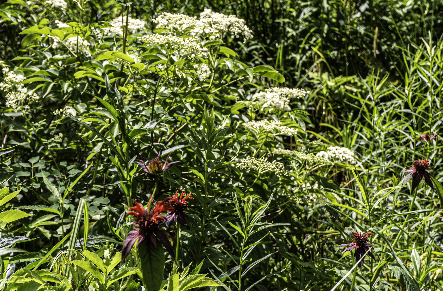 Cranberry Glades