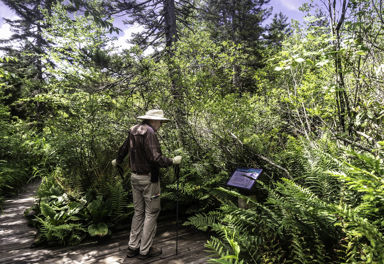 Cranberry Glades