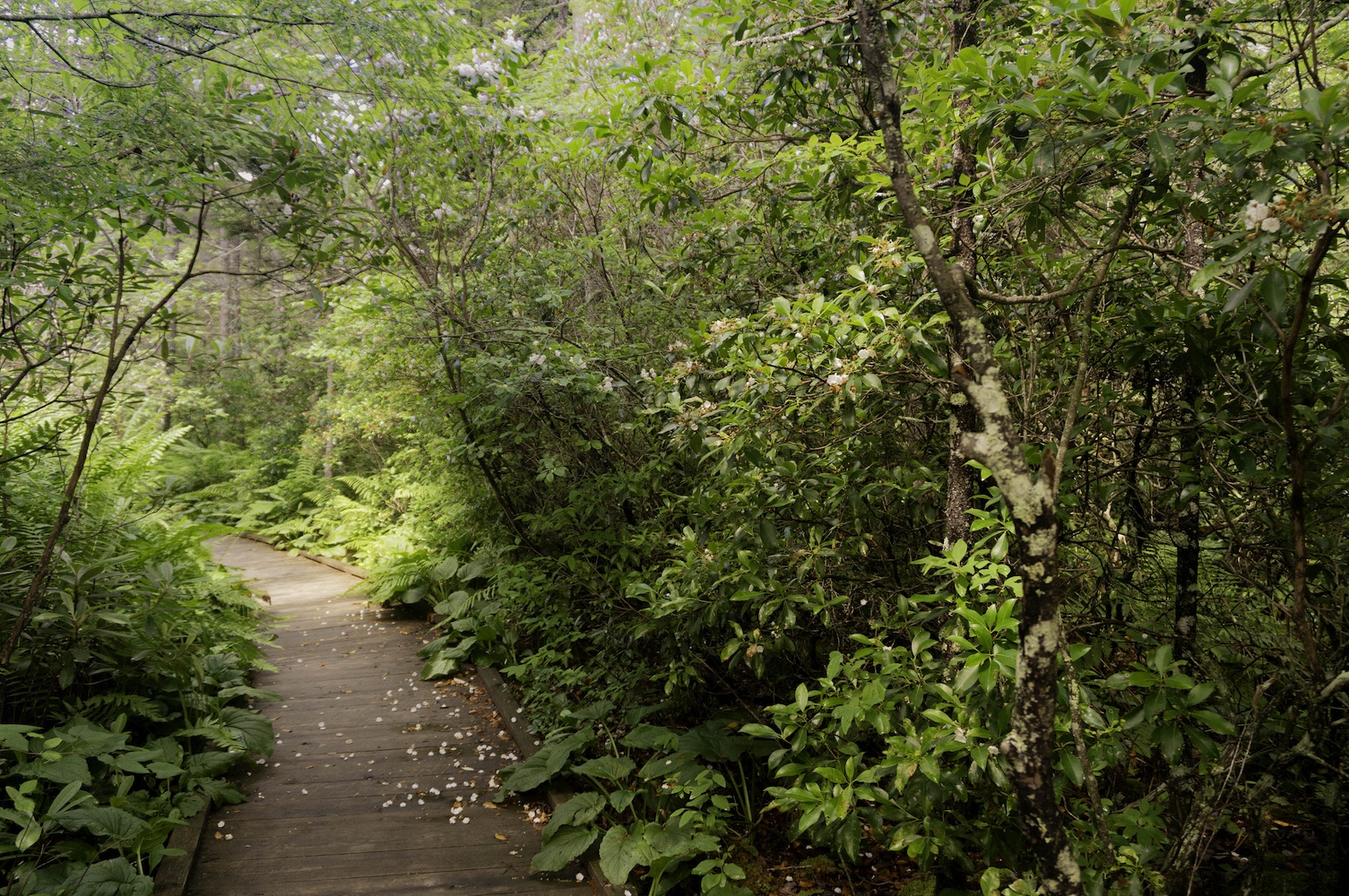 Cranberry Glades