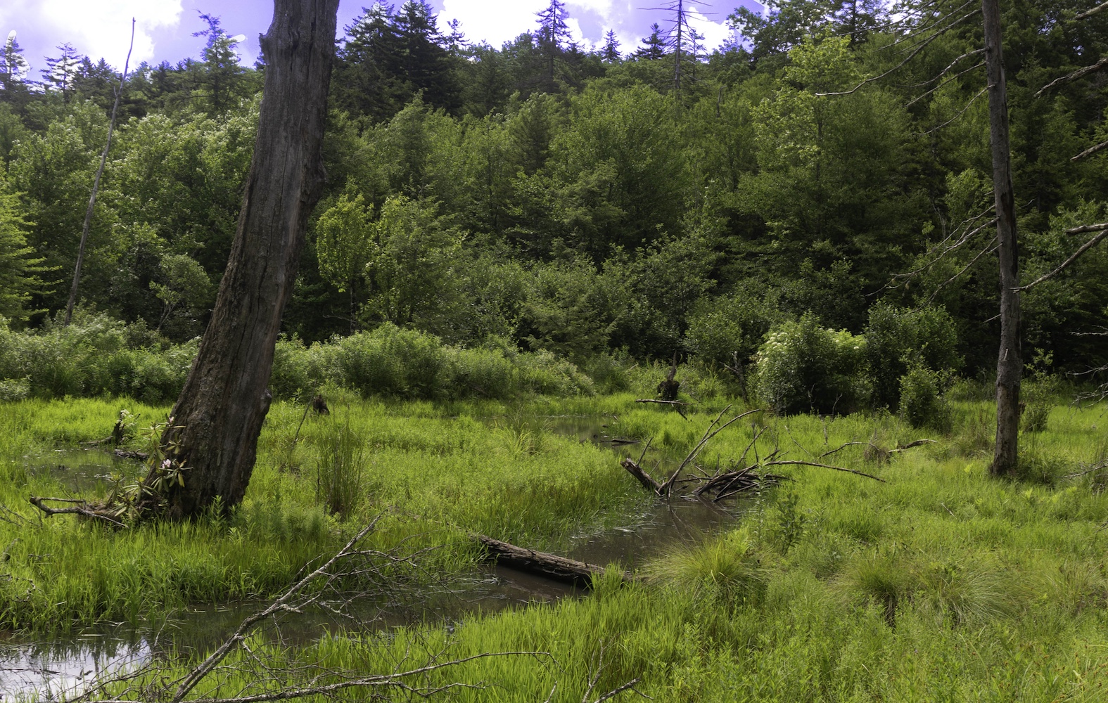 Cranberry Glades