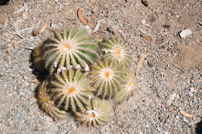 Barrel cactus