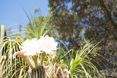 Cactus flowers