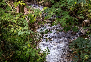 Waldlaubersheim creek